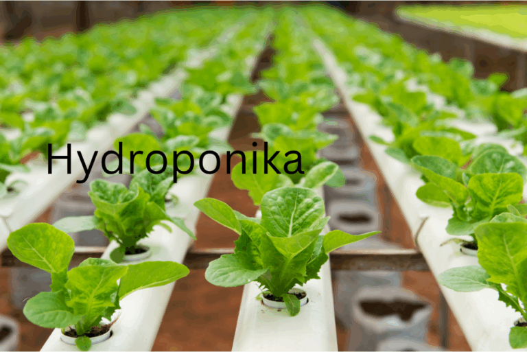 Hydroponika w domu – kompletny przewodnik dla początkujących